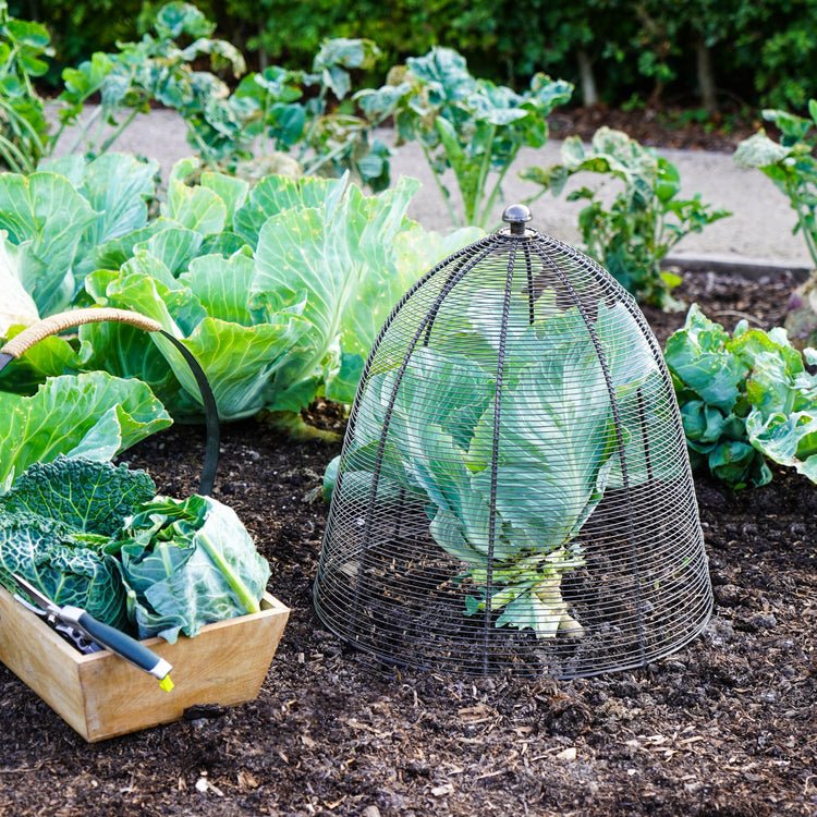 Outdoor Wired Plant Protector Zinc H55cm W47 - Skandi London