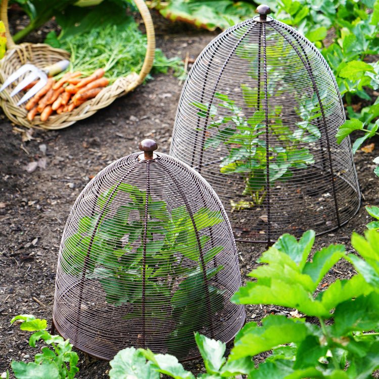 Outdoor Wired Plant Protector Bronze H55cm W47 - Skandi London