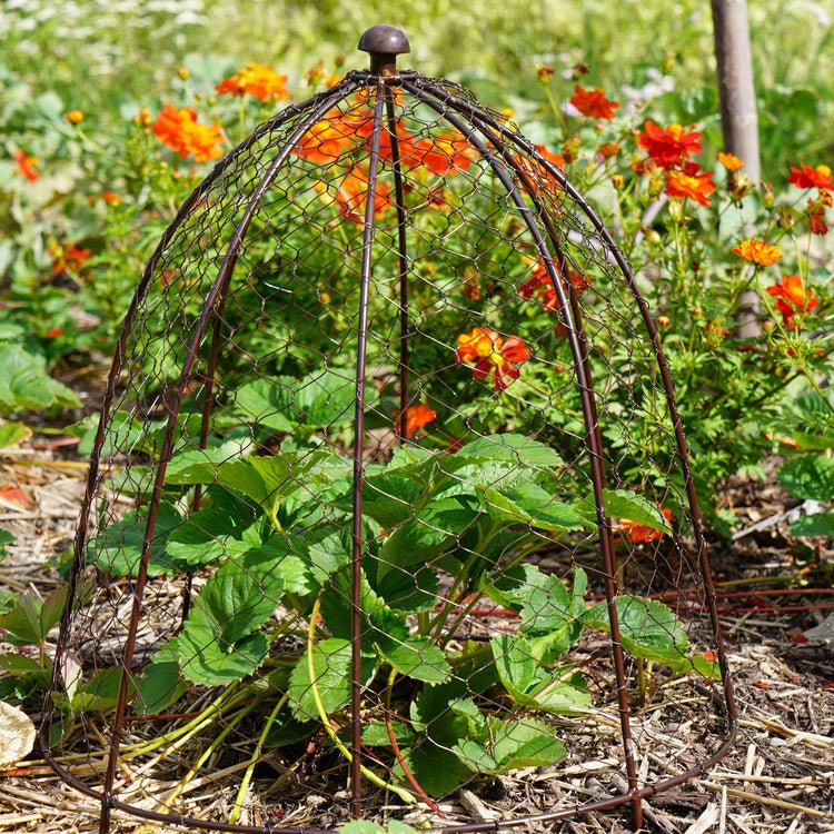 Outdoor Wire Netted Plant Protector Bronze H48cm W36 - Skandi London