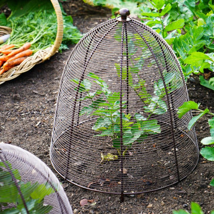 Outdoor Wired Plant Protector Bronze H48cm W36 - Skandi London