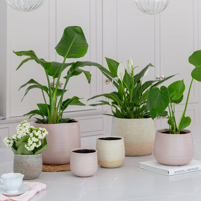 Celeste Dusky Pink Planter H21Cm D26Cm - Skandi London
