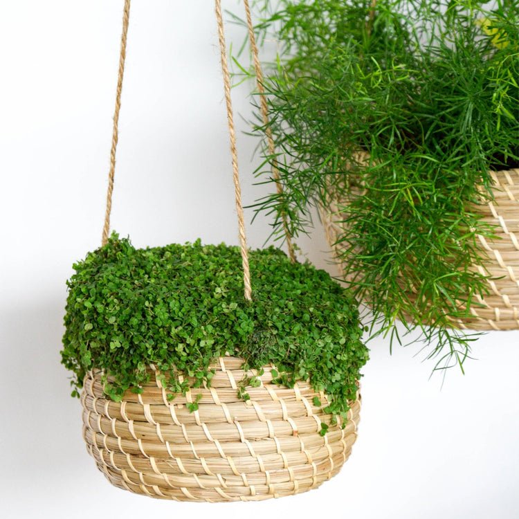 Hanging Seagrass Planter Set of 2 - Skandi London